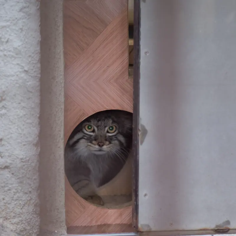 A photograph of Figa in Nogeyama Zoo