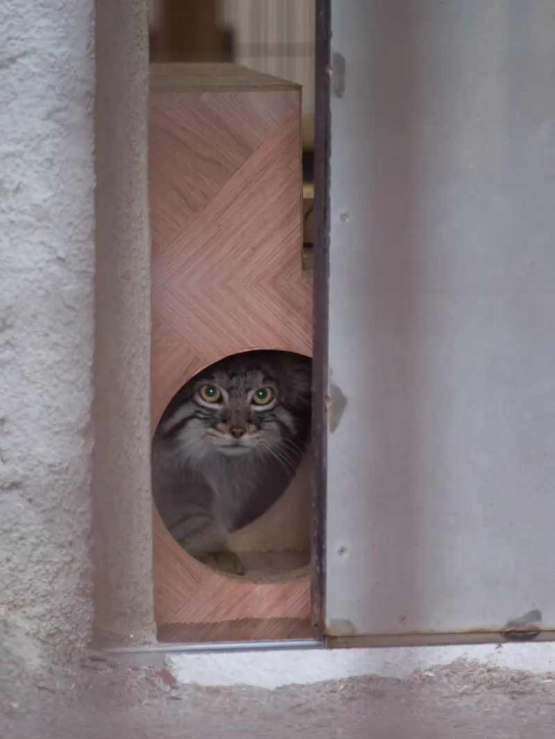 A photograph of Figa in Nogeyama Zoo
