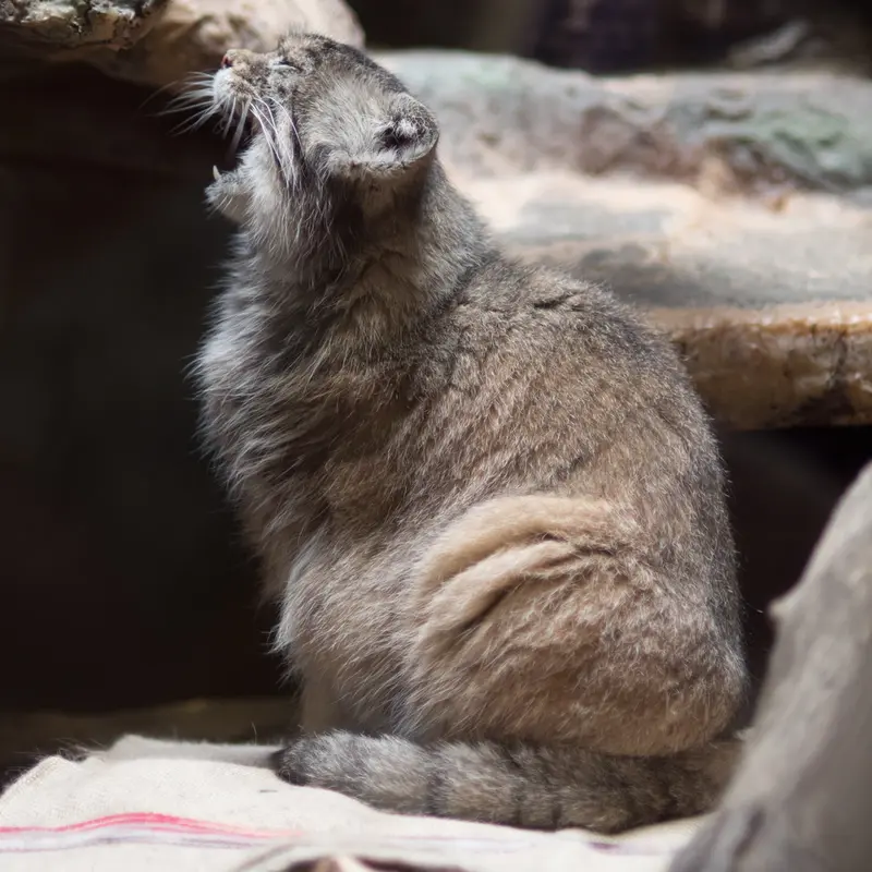 A photograph of Primula in Ueno Zoological Gardens