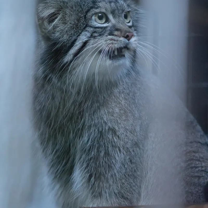 A photograph of Figa in Nogeyama Zoo