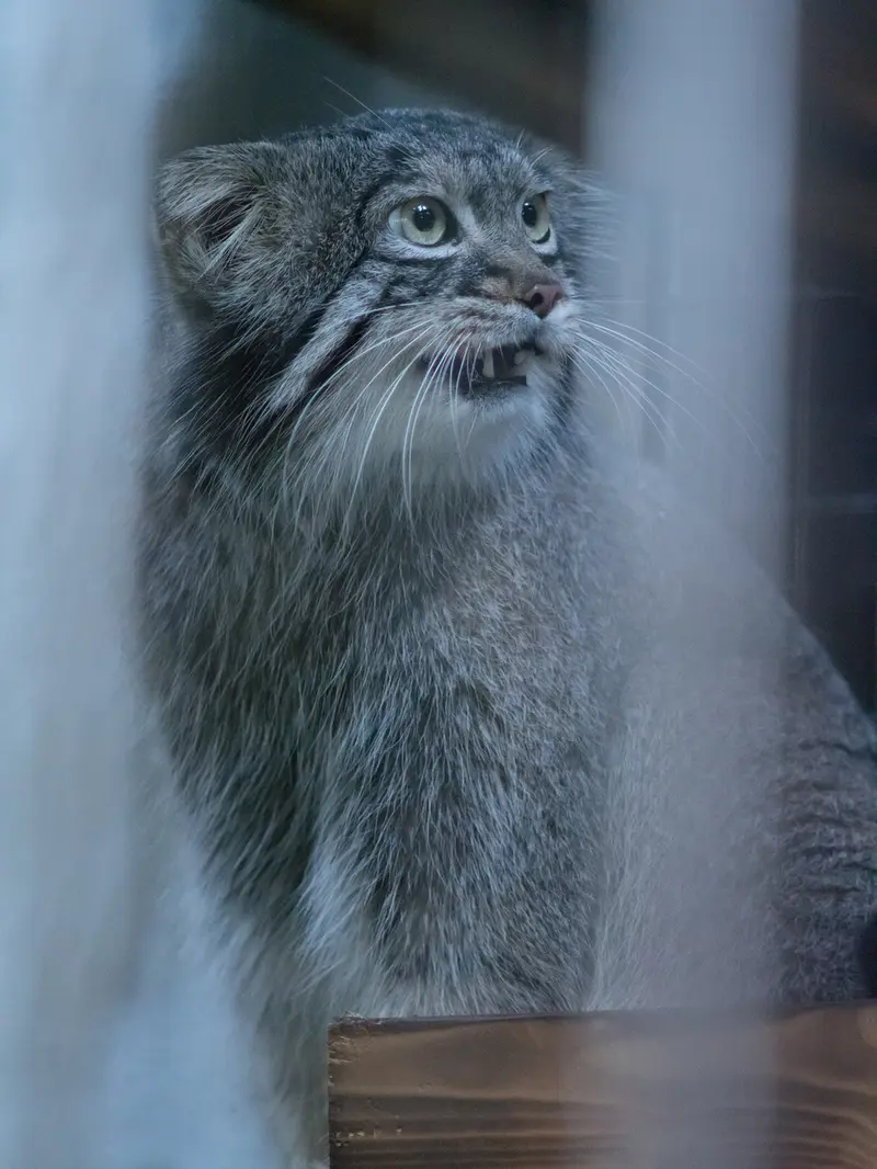 A photograph of Figa in Nogeyama Zoo