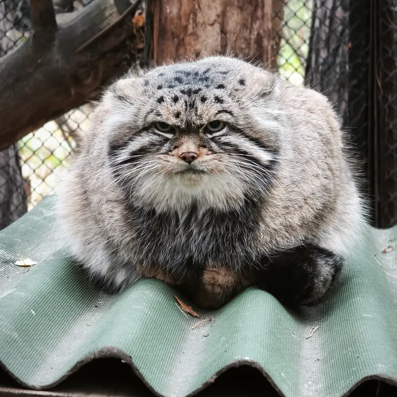 A photograph of George in Novosibirsk Zoo