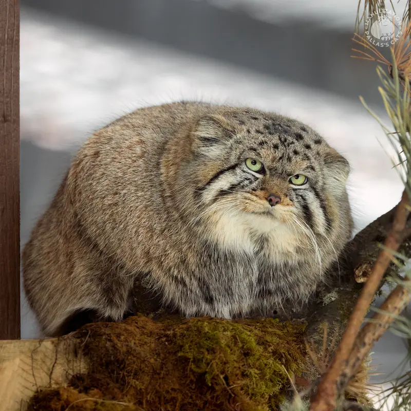 A photograph of Boris in Royev Ruchey