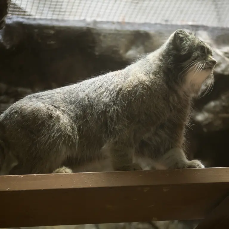 A photograph of Klyon in Ueno Zoological Gardens
