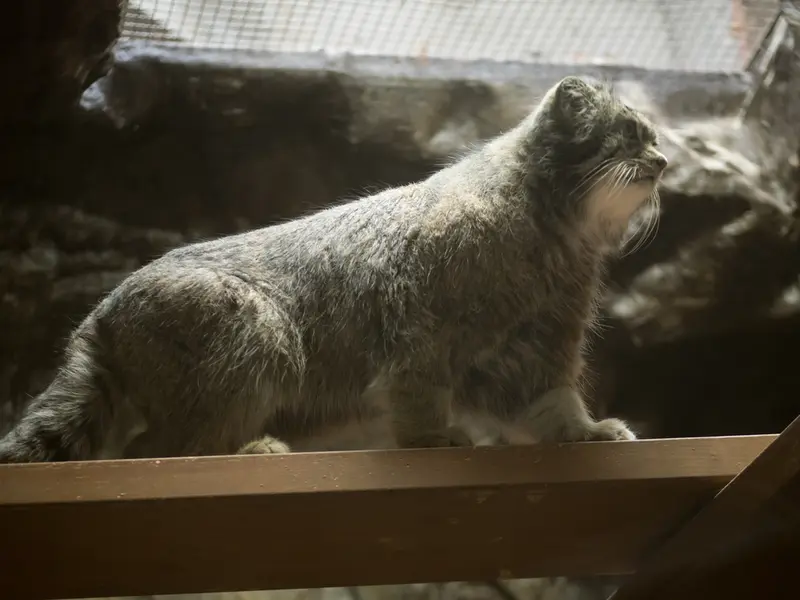 A photograph of Klyon in Ueno Zoological Gardens