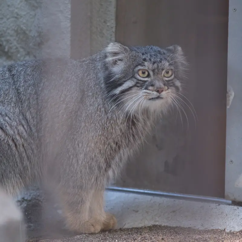 A photograph of Figa in Nogeyama Zoo