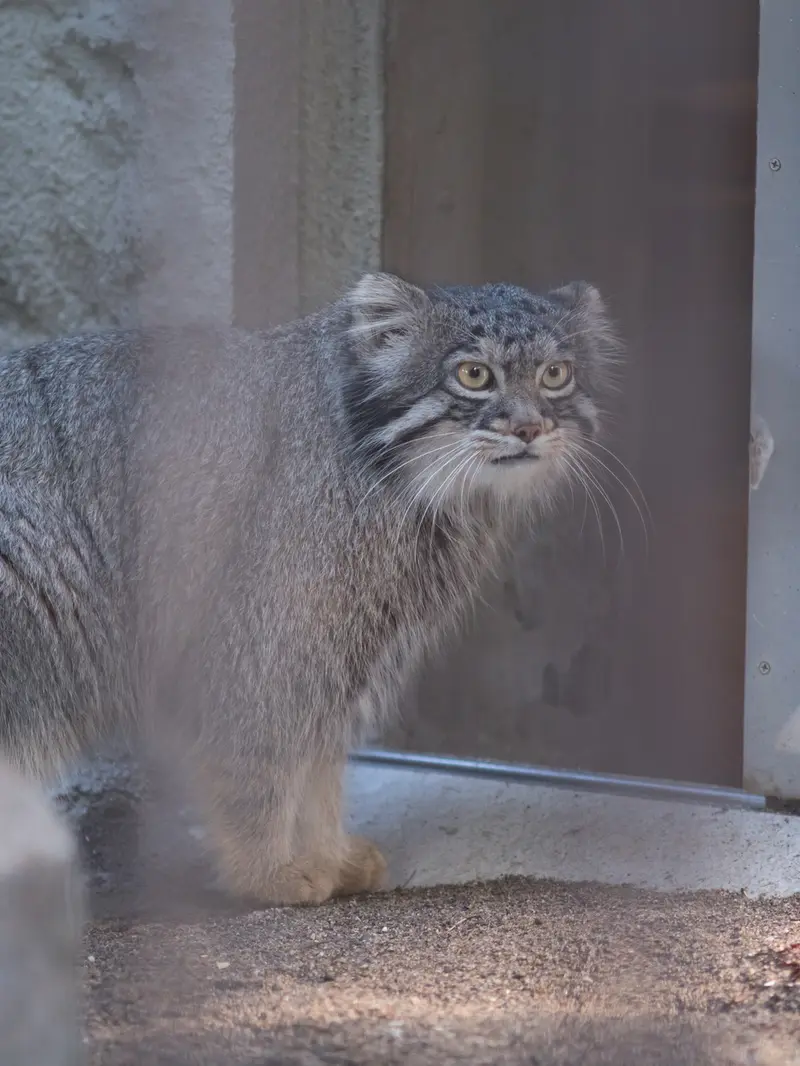 A photograph of Figa in Nogeyama Zoo