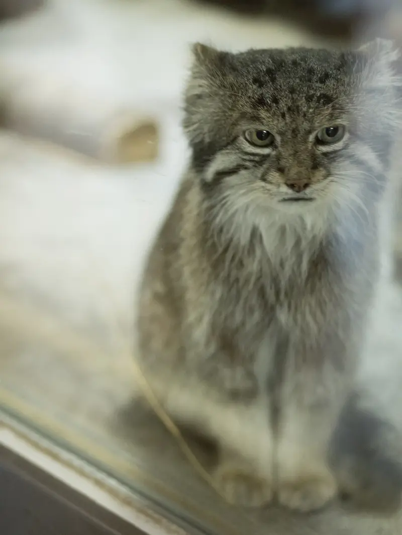 A photograph of Klyon in Ueno Zoological Gardens