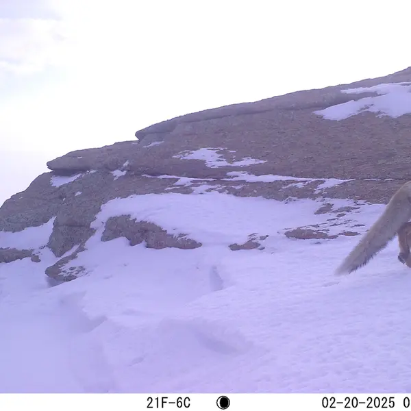 A photograph of Red fox from Bektauata 1 camera trap