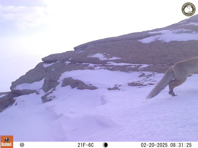 A photograph of Red fox from Bektauata 1 camera trap