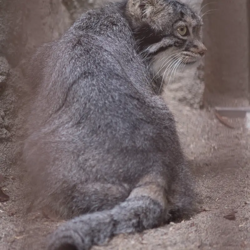 A photograph of Figa in Nogeyama Zoo