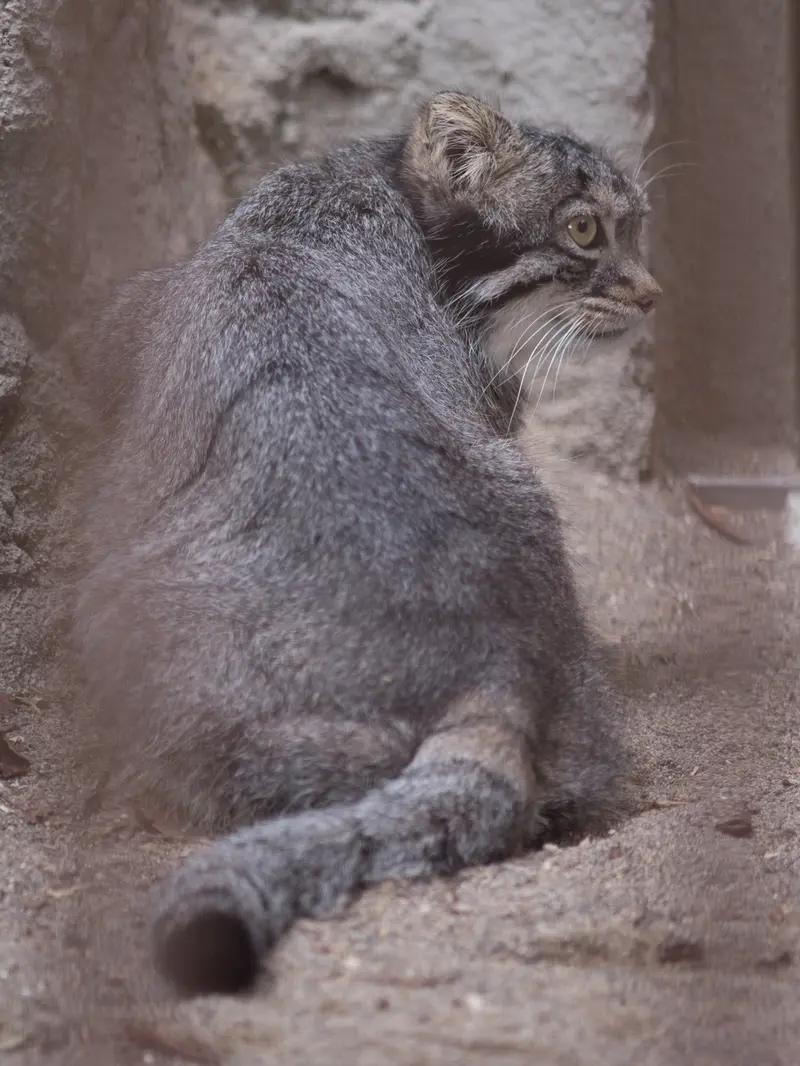 A photograph of Figa in Nogeyama Zoo