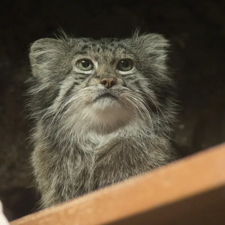 A photograph of Klyon in Ueno Zoological Gardens