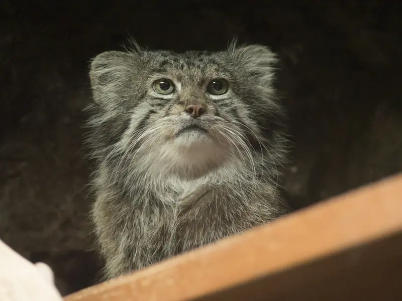 A photograph of Klyon in Ueno Zoological Gardens