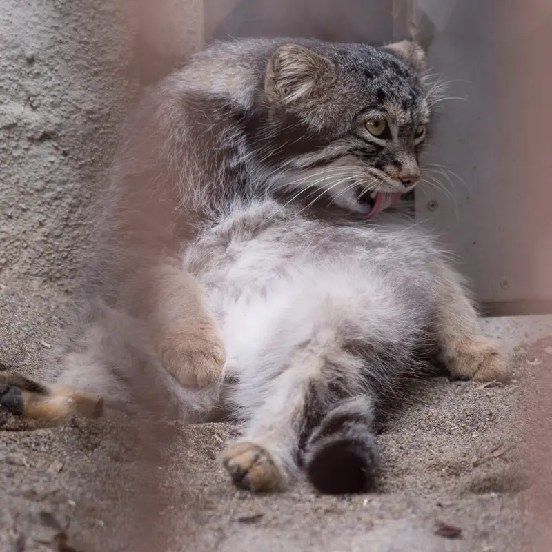A photograph of Figa in Nogeyama Zoo