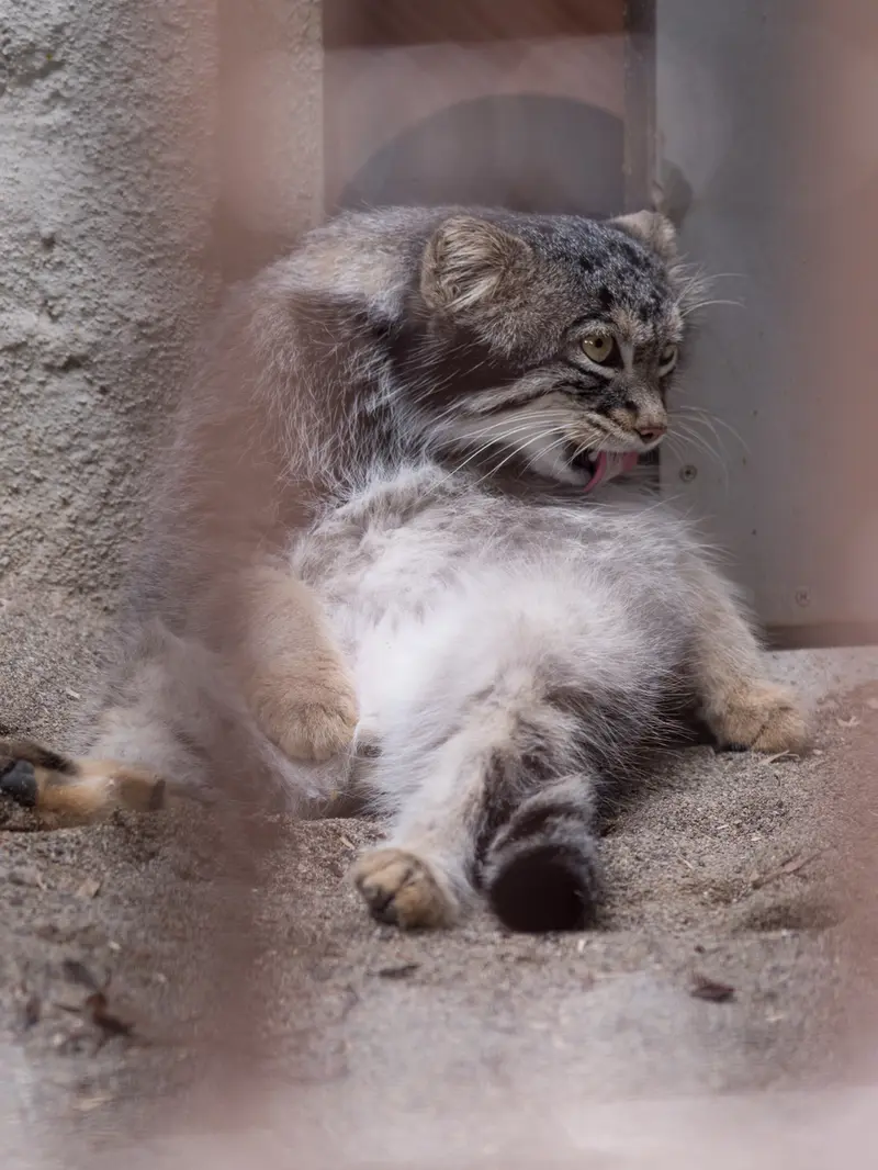 A photograph of Figa in Nogeyama Zoo