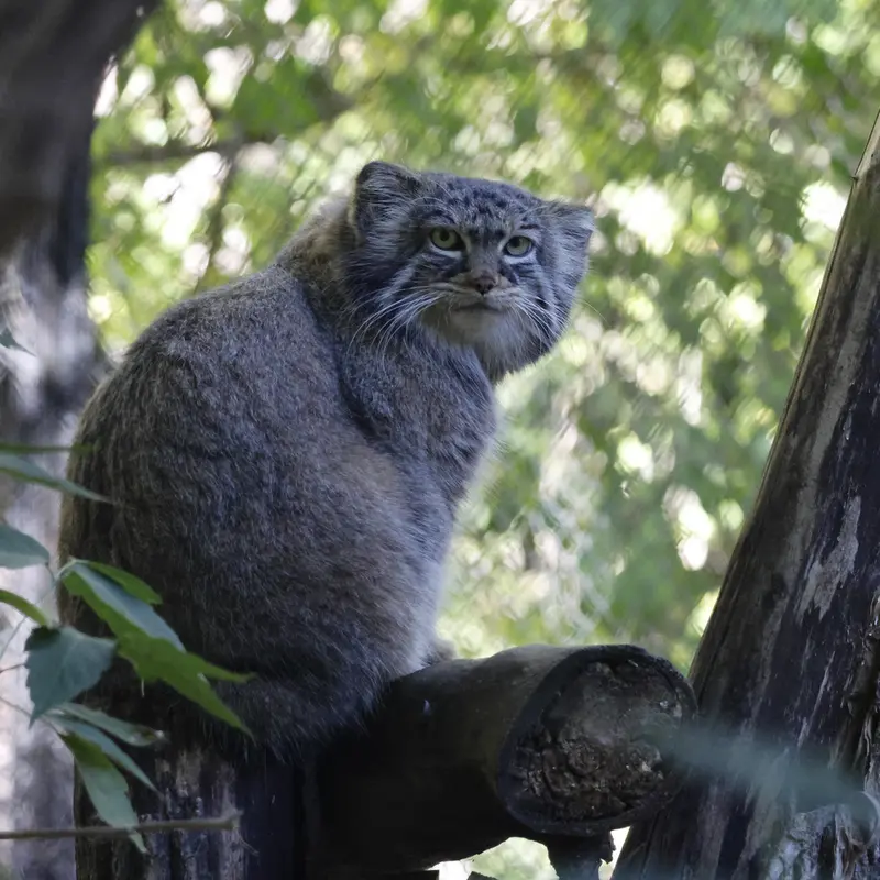 A photograph of Zosya in Novosibirsk Zoo
