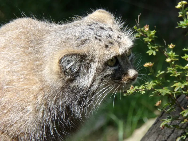 A photograph of Zarina in Wrocław Zoo