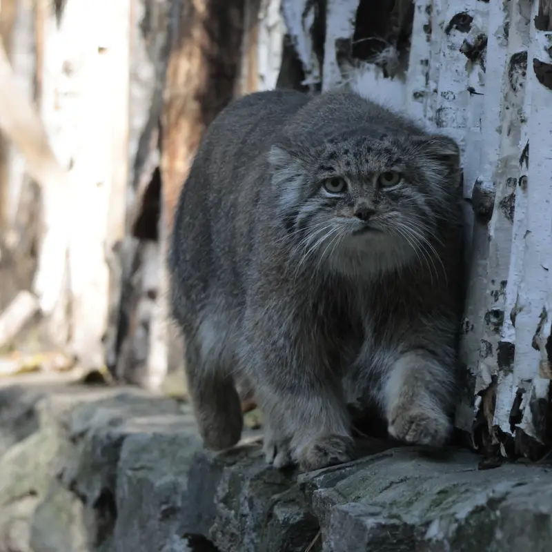 A photograph of Mia in Novosibirsk Zoo