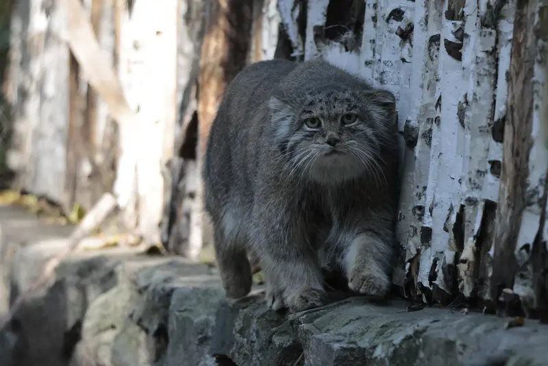 A photograph of Mia in Novosibirsk Zoo