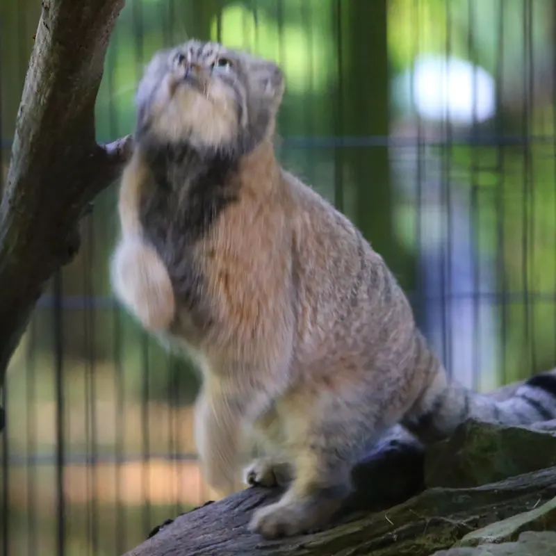 A photograph of Tsas in Kraków Zoo