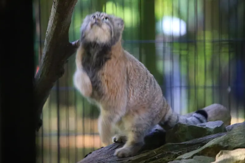 A photograph of Tsas in Kraków Zoo