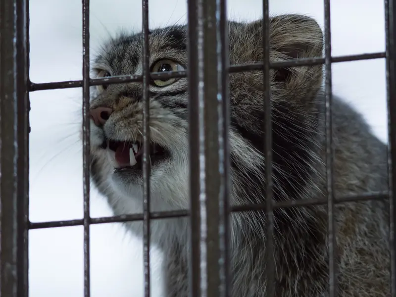 A photograph of Figa in Nogeyama Zoo