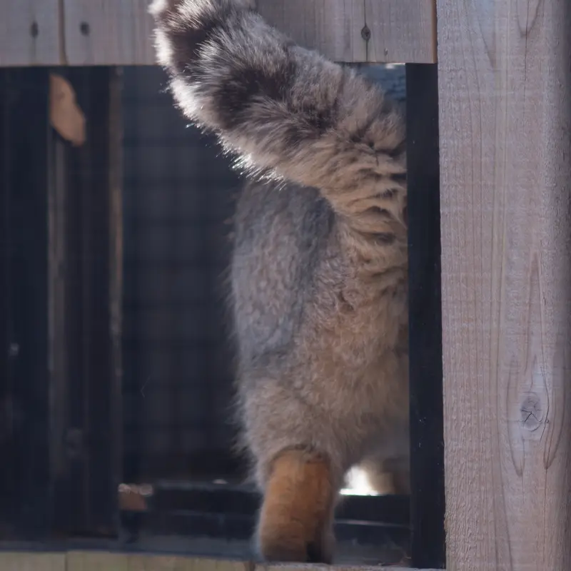 A photograph of Lotos in Saitama Children's Zoo