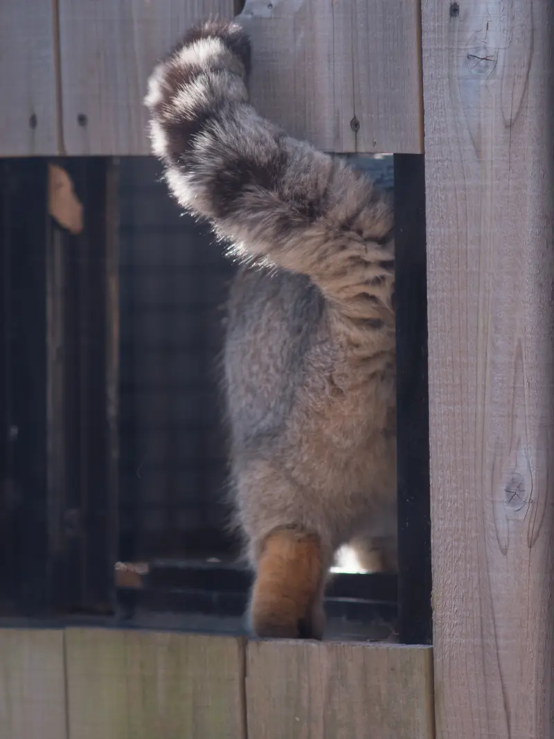 A photograph of Lotos in Saitama Children's Zoo