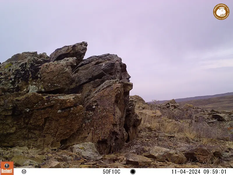 A photograph of a Pallas&#039;s cat from Karashoky camera trap
