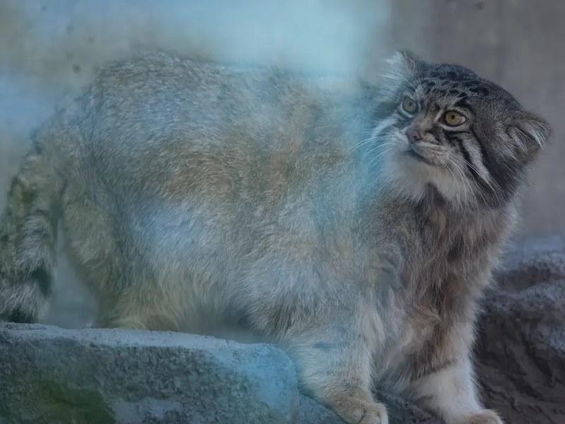 A photograph of Grusha in Asahiyama Zoo