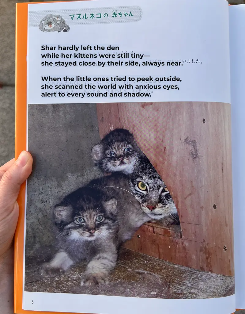 A photograph of a Pallas's cat