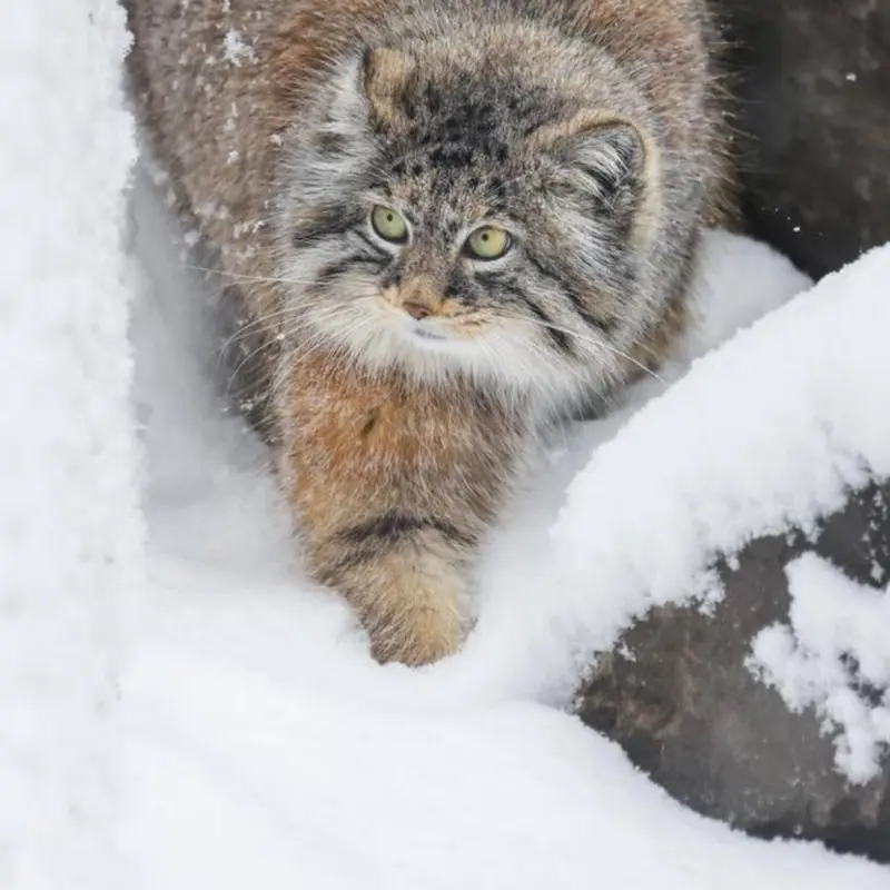A photograph of Pema in Calgary Zoo / Wilder Institute