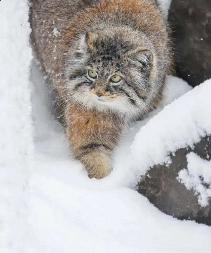 A photograph of Pema in Calgary Zoo / Wilder Institute