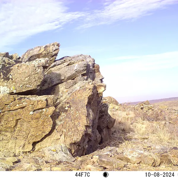 A photograph of a Pallas&#039;s cat from Karashoky camera trap