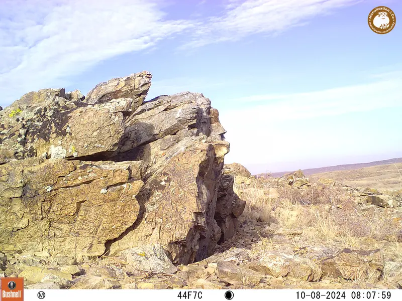 A photograph of a Pallas&#039;s cat from Karashoky camera trap