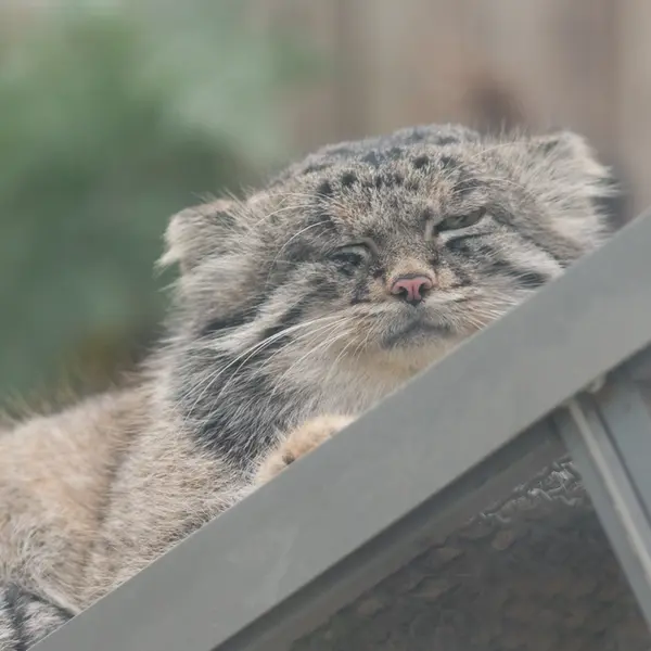 A photograph of Nar in Kobe Animal Kingdom