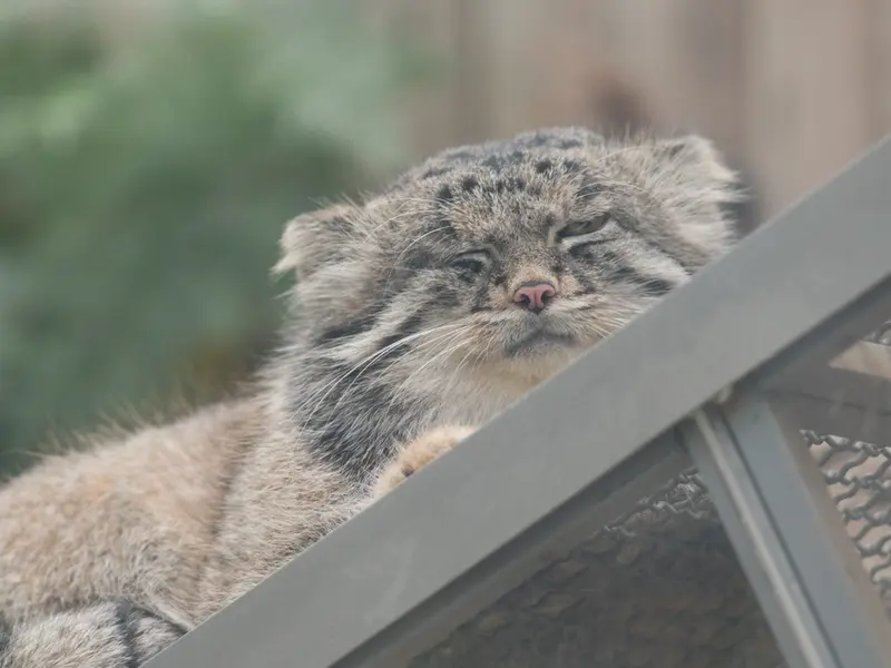 A photograph of Nar in Kobe Animal Kingdom