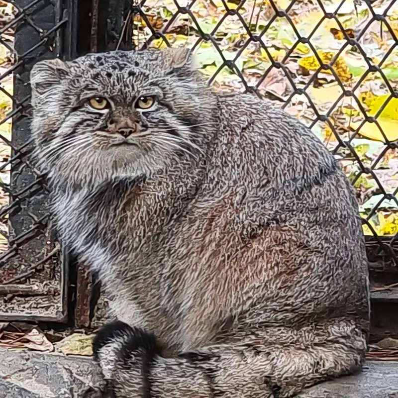 A photograph of Son of Adele b.2026 Ⅰ in Novosibirsk Zoo