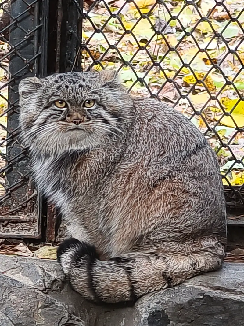 A photograph of Son of Adele b.2026 Ⅰ in Novosibirsk Zoo