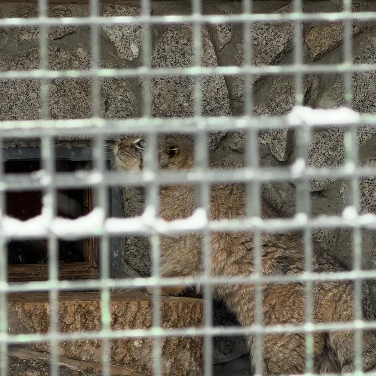 A photograph of Sven in Leningrad zoo