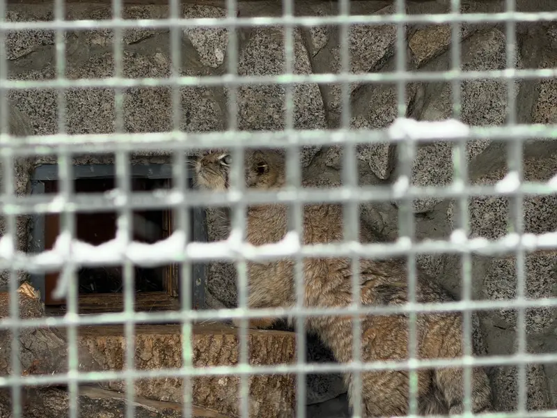 A photograph of Sven in Leningrad zoo
