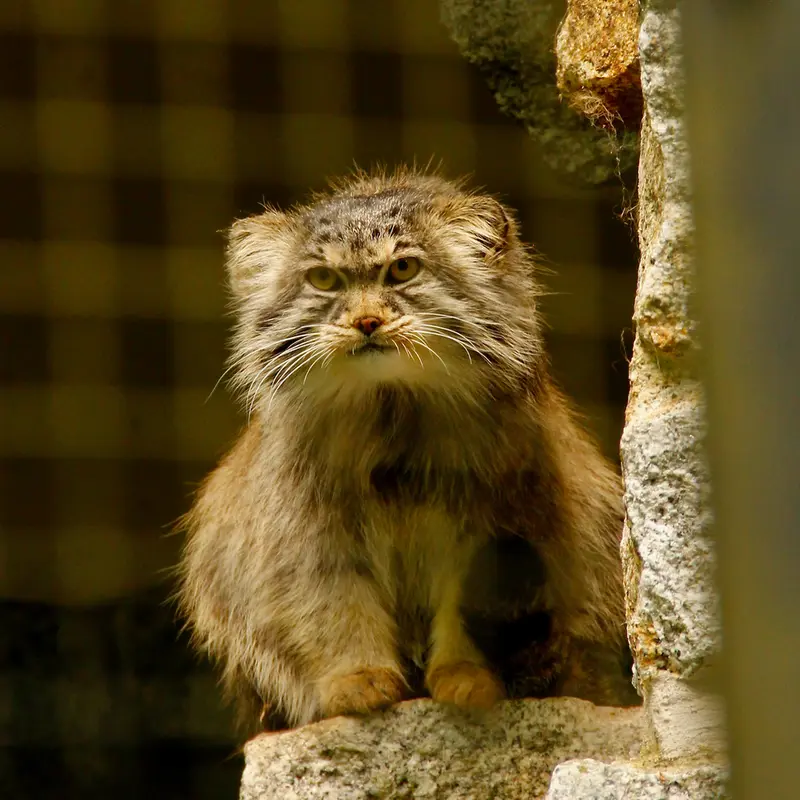 A photograph of Bob in Chemnitz Zoo