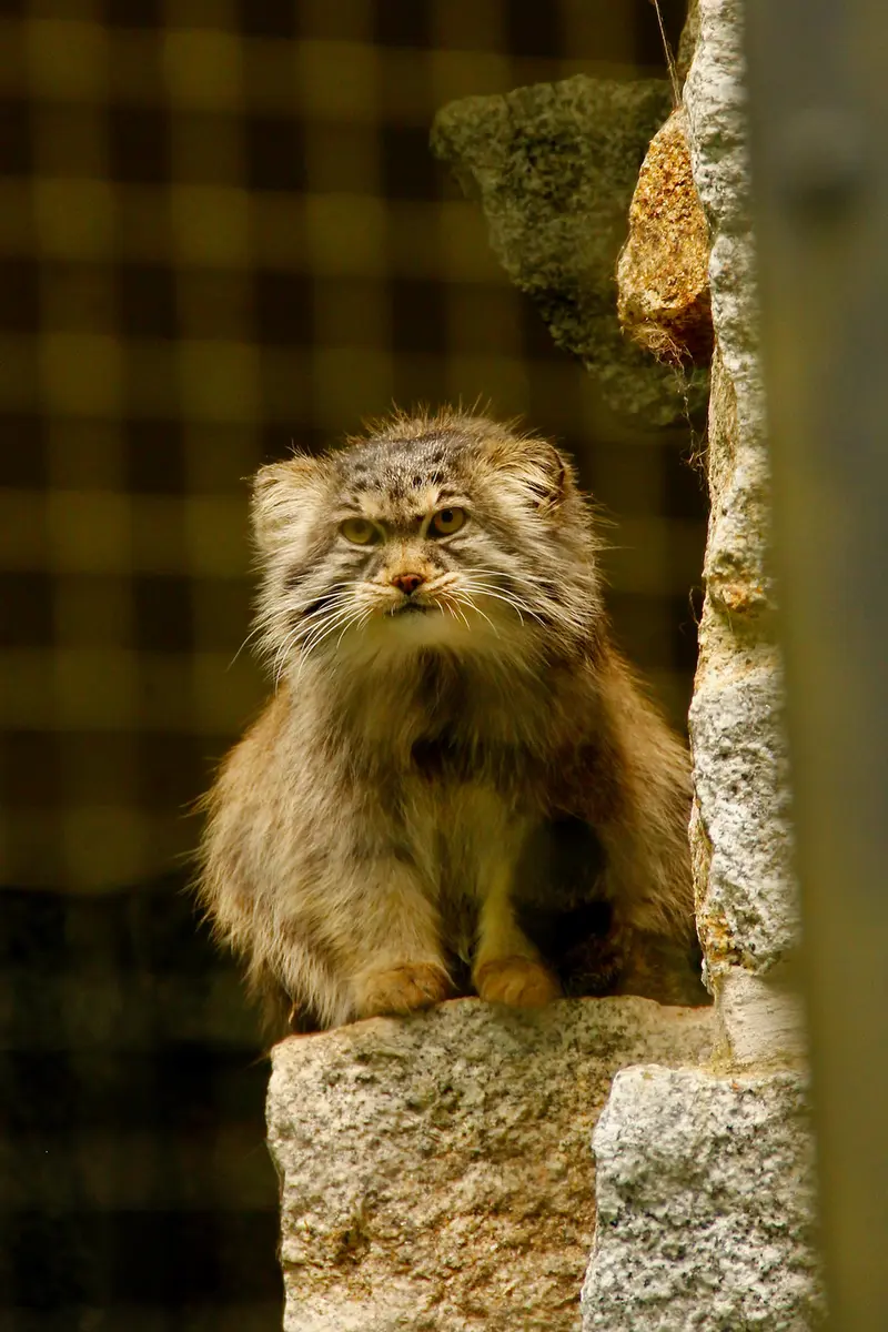 A photograph of Bob in Chemnitz Zoo