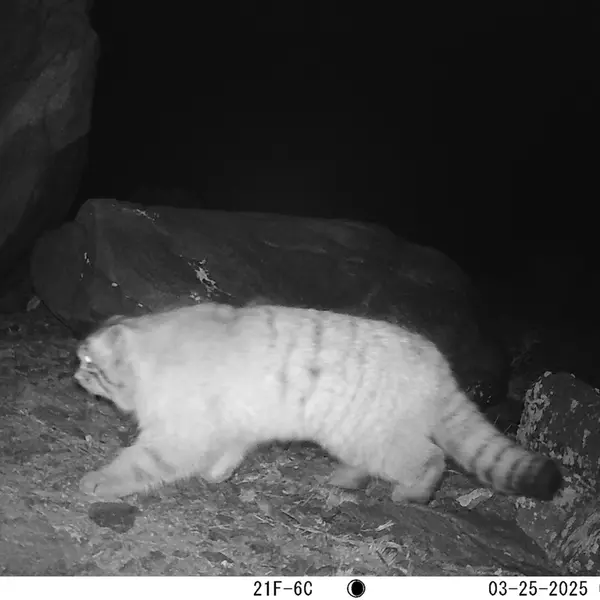 A photograph of Otocolobus manul manul from Koshkar camera trap