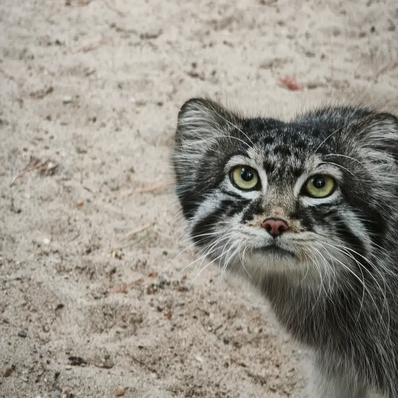 A photograph of Sylvester in Novosibirsk Zoo