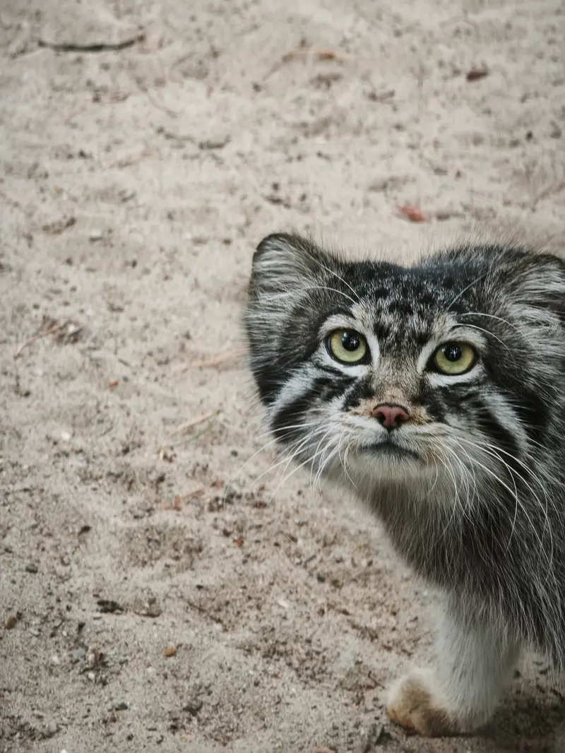 A photograph of Sylvester in Novosibirsk Zoo
