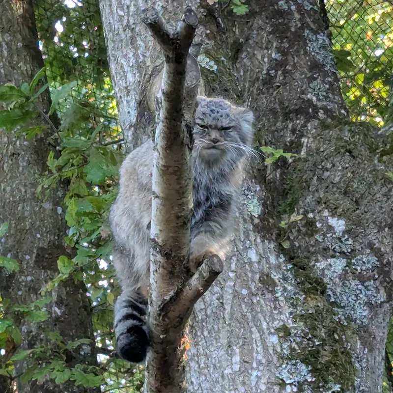 A photograph of Ewok in Tregomeur Zoo