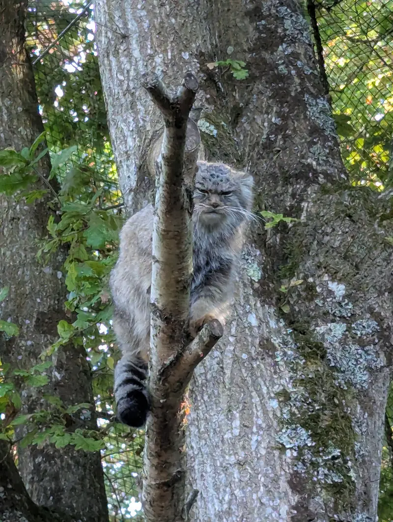 A photograph of Ewok in Tregomeur Zoo