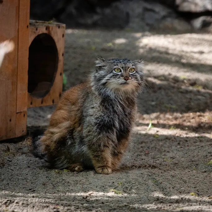 A photograph of Snezhana in Novosibirsk Zoo